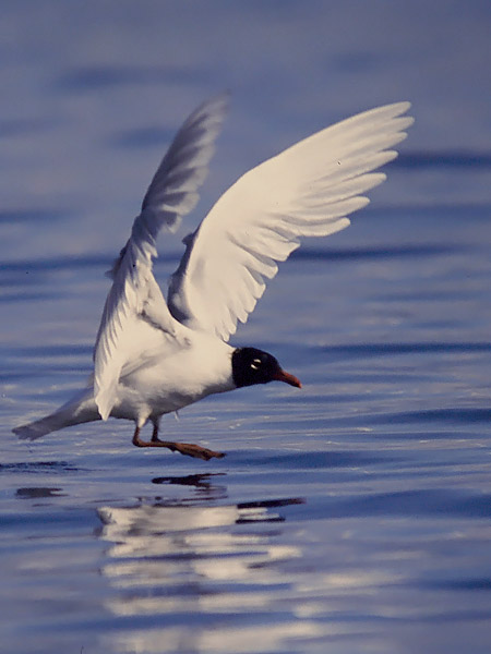 Mustanmerenlokki, Mediterranean Gull, Larus melanocephalus